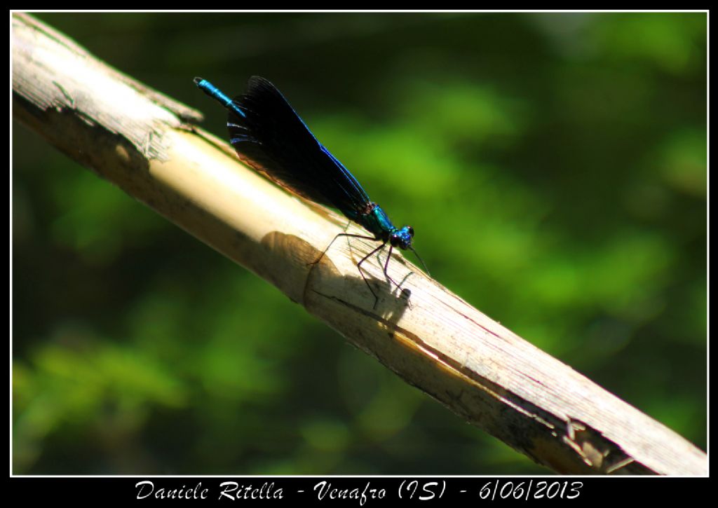 Identif. libellula 1 - Venafro (IS)